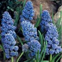 МУСКАРИ АРМЯНСКИЙ (MUSCARI ARMENIACUM) BLUE SPIKE