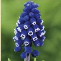 МУСКАРИ АРМЯНСКИЙ (MUSCARI ARMENIACUM) DARK EYES