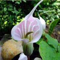 АРИЗЕМА БЕЛОСНЕЖЕЙШАЯ ( ARISAEMA CANDIDISSIMUM )