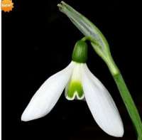 ПОДСНЕЖНИК ( GALANTHUS ) AUTUMN BEAUTY