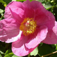 ПИОН ДАУРСКИЙ (PAEONIA DAURICA) ПИОН ДАУРСКИЙ (PAEONIA DAURICA)
