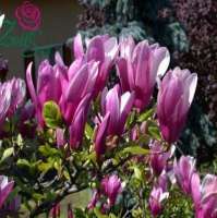 МАГНОЛИЯ (MAGNOLIA X STELLATA) SUSAN МАГНОЛИЯ (MAGNOLIA X STELLATA) SUSAN