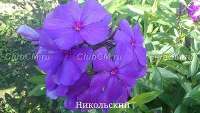 Никольский Никольский