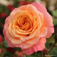Peach Melba Peach Melba