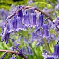 ГИАЦИНТОИДЕС ИСПАНСКИЙ (HYACINTHOIDES HISPANICA)