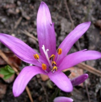 БРАНДУШКА ВЕСЕННЯЯ ( BULBOCODIUM VERNUM )