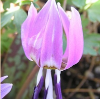КАНДЫК ЕВРОПЕЙСКИЙ (ERYTHRONIUM DENS-CANIS) КАНДЫК ЕВРОПЕЙСКИЙ (ERYTHRONIUM DENS-CANIS)