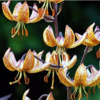 ЛИЛИЯ МАРТАГОН ( LILIUM MARTAGON ) SUTTON COURT