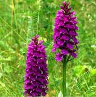 ПАЛЬЧАТОКОРЕННИК (DACTYLORHIZA) FOLIORELLA ПАЛЬЧАТОКОРЕННИК (DACTYLORHIZA) FOLIORELLA