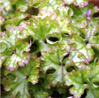 ПЕЧЕНОЧНИЦА ОБЫКНОВЕННАЯ (HEPATICA NOBILIS) CREMAR ПЕЧЕНОЧНИЦА ОБЫКНОВЕННАЯ (HEPATICA NOBILIS) CREMAR