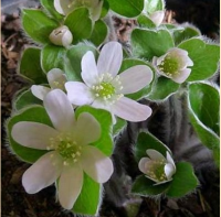 ПЕЧЕНОЧНИЦА МАКСИМА (HEPATICA MAXIMA) ПЕЧЕНОЧНИЦА МАКСИМА (HEPATICA MAXIMA)