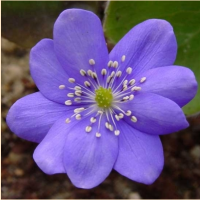 ПЕЧЕНОЧНИЦА ТРАНСИЛЬВАНСКАЯ (HEPATICA TRANSILVANICA) BLUE JEWEL ПЕЧЕНОЧНИЦА ТРАНСИЛЬВАНСКАЯ (HEPATICA TRANSILVANICA) BLUE JEWEL