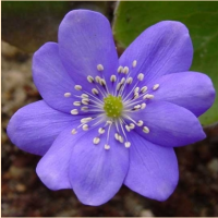 ПЕЧЕНОЧНИЦА ТРАНСИЛЬВАНСКАЯ (HEPATICA TRANSILVANICA) BLUE JEWEL