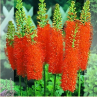 ЭРЕМУРУС ( x EREMURUS ) PINOKKIO