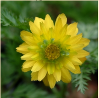 АДОНИС АМУРСКИЙ (ADONIS AMURENSIS) HANAZONO АДОНИС АМУРСКИЙ (ADONIS AMURENSIS) HANAZONO