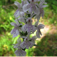 ПАЛЬЧАТОКОРЕННИК ПЯТНИСТЫЙ ИЛИ КРАПЧАТЫЙ (DACTYLORHIZA MACULATA)