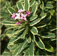 ДАФНА или ВОЛЧЕЯГОДНИК БОРОВОЙ (DAPHNE CNEORUM) VARIEGATA ДАФНА или ВОЛЧЕЯГОДНИК БОРОВОЙ (DAPHNE CNEORUM) VARIEGATA
