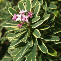 ДАФНА или ВОЛЧЕЯГОДНИК БОРОВОЙ (DAPHNE CNEORUM) VARIEGATA