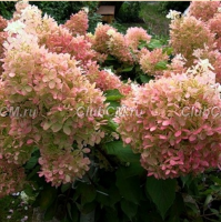 ГОРТЕНЗИЯ МЕТЕЛЬЧАТАЯ (HYDRANGEA PANICULATA) PHANTOM ГОРТЕНЗИЯ МЕТЕЛЬЧАТАЯ (HYDRANGEA PANICULATA) PHANTOM