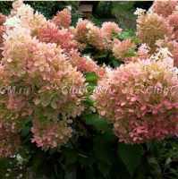 ГОРТЕНЗИЯ МЕТЕЛЬЧАТАЯ (HYDRANGEA PANICULATA) PHANTOM