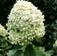 ГОРТЕНЗИЯ МЕТЕЛЬЧАТАЯ (HYDRANGEA PANICULATA) LIMELIGHT ГОРТЕНЗИЯ МЕТЕЛЬЧАТАЯ (HYDRANGEA PANICULATA) LIMELIGHT