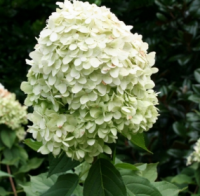 ГОРТЕНЗИЯ МЕТЕЛЬЧАТАЯ (HYDRANGEA PANICULATA) LIMELIGHT