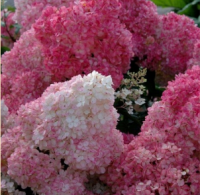 ГОРТЕНЗИЯ МЕТЕЛЬЧАТАЯ (HYDRANGEA PANICULATA) VANILLA FRAISE ГОРТЕНЗИЯ МЕТЕЛЬЧАТАЯ (HYDRANGEA PANICULATA) VANILLA FRAISE