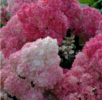 ГОРТЕНЗИЯ МЕТЕЛЬЧАТАЯ (HYDRANGEA PANICULATA) VANILLA FRAISE