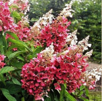 ГОРТЕНЗИЯ МЕТЕЛЬЧАТАЯ (HYDRANGEA PANICULATA) PINKY WINKY ГОРТЕНЗИЯ МЕТЕЛЬЧАТАЯ (HYDRANGEA PANICULATA) PINKY WINKY