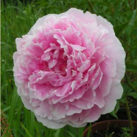 ПИОН (PAEONIA) SARAH BERNHARDT