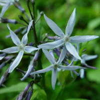 АМСОНИЯ ТАБЕРМОНТАНА ( AMSONIA TABERNAEMONTANA ) STORM CLOUD