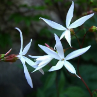 ГИЛЛЕНИЯ ТРЕХЛИСТНАЯ ( GILLENIA TRIFOLIATA )