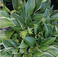 ХОСТА ( HOSTA ) ICE CUBE ХОСТА ( HOSTA ) ICE CUBE