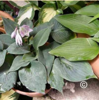 ХОСТА ( HOSTA ) BLUE MONDAY ХОСТА ( HOSTA ) BLUE MONDAY