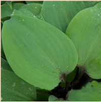 ХОСТА ( HOSTA ) GRETCHEN'S GRACE ХОСТА ( HOSTA ) GRETCHEN'S GRACE