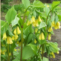 ДИСПОРУМ ЖЕЛТЫЙ ( DISPORUM FLAVUM )