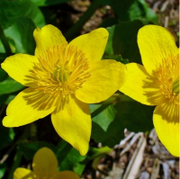 КАЛУЖНИЦА БОЛОТНАЯ ( CALTHA PALUSTRIS )