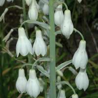 ГАЛЬТОНИЯ БЕЛОВАТАЯ ( GALTONIA CANDICANS )