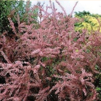ТАМАРИКС ВЕТВИСТЫЙ ( TAMARIX RAMOSISSIMA ) ТАМАРИКС ВЕТВИСТЫЙ ( TAMARIX RAMOSISSIMA )