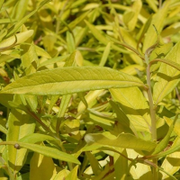 ИВА САХАЛИНСКАЯ ( SALIX SACHALINENSIS ) GOLDEN SUNSHINE ИВА САХАЛИНСКАЯ ( SALIX SACHALINENSIS ) GOLDEN SUNSHINE