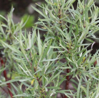 ИВА ЛОХОЛИСТНАЯ ( SALIX ELAEAGNUS ANGUSTIFOLIA ) ИВА ЛОХОЛИСТНАЯ ( SALIX ELAEAGNUS ANGUSTIFOLIA )