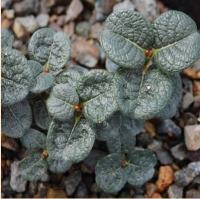ИВА (SALIX) BOYDII ИВА (SALIX) BOYDII