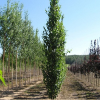 БЕРЕЗА ПОВИСЛАЯ ( BETULA PENDULA ) FASTIGIATA БЕРЕЗА ПОВИСЛАЯ ( BETULA PENDULA ) FASTIGIATA