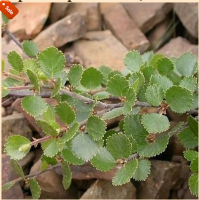 БЕРЕЗА КАРЛИКОВАЯ ( BETULA NANA ) БЕРЕЗА КАРЛИКОВАЯ ( BETULA NANA )