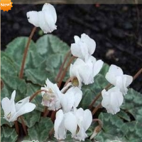 ЦИКЛАМЕН ПЛЮЩЕЛИСТНЫЙ ( CYCLAMEN HEDERIFOLIUM ) SILVER LEAF ЦИКЛАМЕН ПЛЮЩЕЛИСТНЫЙ ( CYCLAMEN HEDERIFOLIUM ) SILVER LEAF