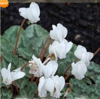 ЦИКЛАМЕН ПЛЮЩЕЛИСТНЫЙ ( CYCLAMEN HEDERIFOLIUM ) SILVER LEAF