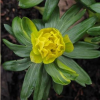 ЭРАНТИС ЗИМНИЙ ( ERANTHIS HYEMALIS ) FLORE PLENO