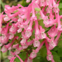 ХОХЛАТКА ПЛОТНАЯ ( CORYDALIS SOLIDA ) BETH EVANS