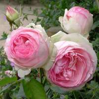 Eden Rose 85 Eden Rose 85