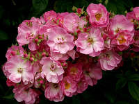Apple Blossom Apple Blossom